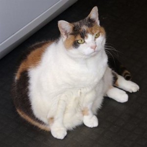 Fat Cat