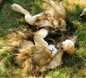 Sleeping Lion